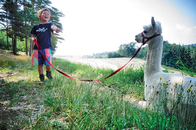 Animal Therapy Alpaca