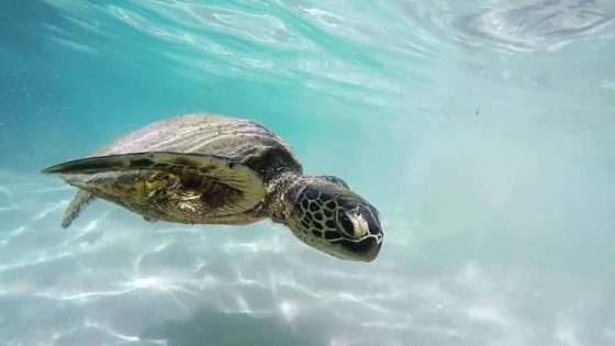 Ein normaler Tag für eine Babyschildkröte  |  #ProtectTheOceans