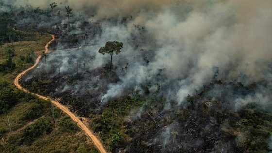 Die 3 Gründe warum wir den Amazonas schützen müssen.