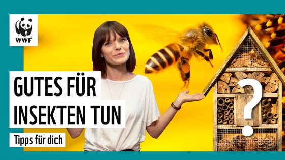 Sind Insektenhotels gut für Bienen? | Die besten 5 Tipps | WWF Deutschland