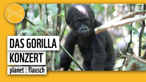 Das Gorilla Konzert | planet : flausch | planet : panda | WWF Deutschland