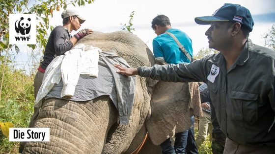 Der Elefantenflüsterer von Myanmar: Retter der letzten Elefanten |  Die Story | WWF Deutschland | WWF Deutschland