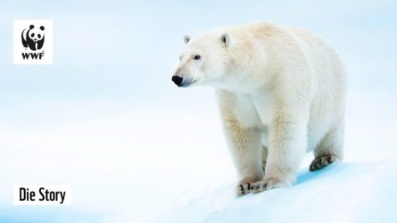 Der Kampf um die letzten Eisbären | Die Arktis schmilzt | WWF Die Story