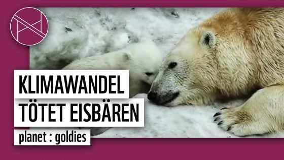 Der Klimawandel tötet die Eisbären | planet : goldies | planet : panda | WWF Deutschland