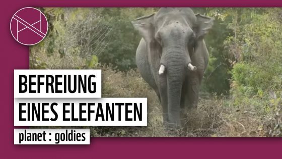 Elefant wird aus Wilderer-Falle befreit | planet : goldies | planet : panda | WWF Deutschland