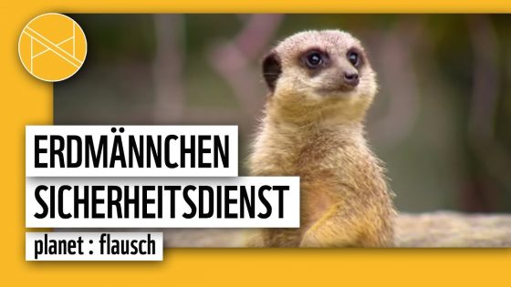 Erdmännchen Sicherheitsdienst – Wer passt auf? | planet : flausch | planet: panda | WWF Deutschland
