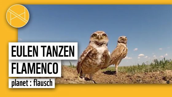 Eulen tanzen Flamenco | planet : flausch | planet : panda | WWF Deutschland