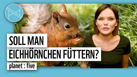 Soll man Eichhörnchen füttern? 5 Tiere, die du im Winter füttern solltest | planet : five | WWF Deutschland