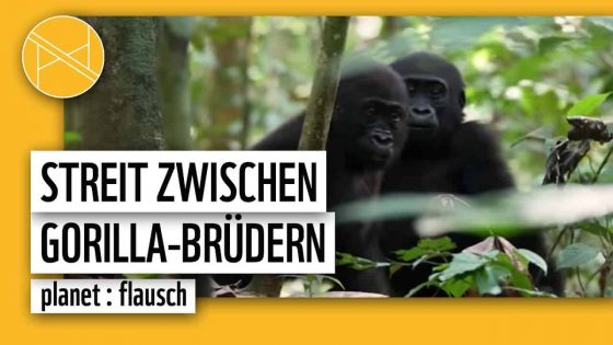 Streit zwischen Gorilla-Brüdern | WWF Deutschland | WWF Deutschland