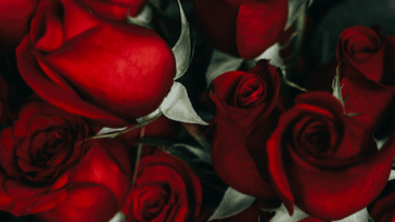情人节是在哪里，是红色，玫瑰