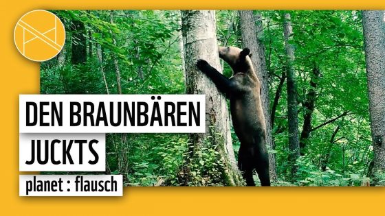 Wenn dem Braunbär das Fell juckt | planet : flausch | planet : panda | WWF Deutschland