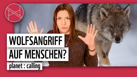 Wolfsangriff auf Menschen? Wie gefährlich sind Wölfe für uns? | WWF Deutschland | WWF Deutschland