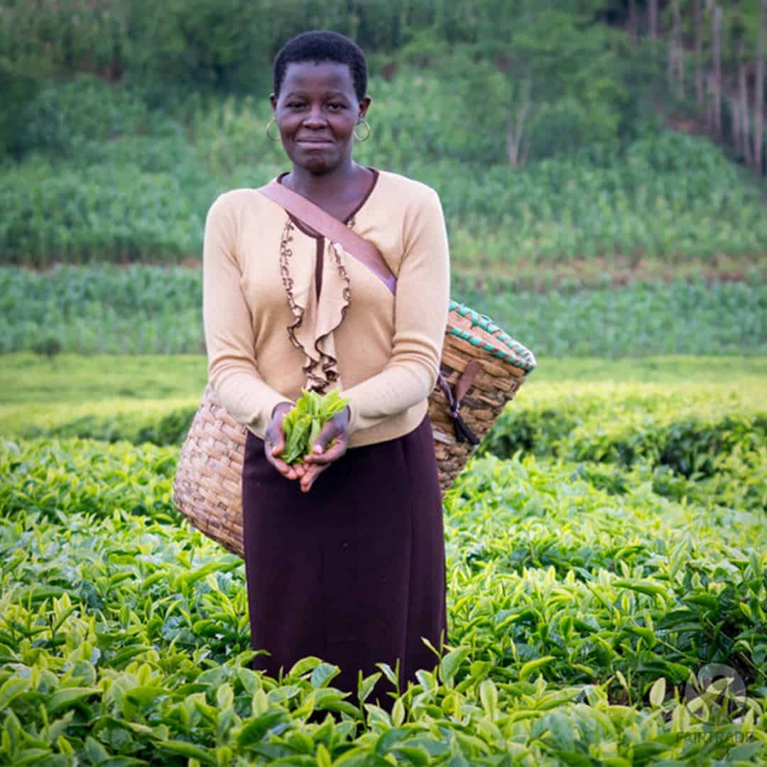 Велика буда. Kenya Choy. Mutero.