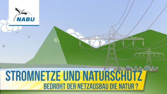 Naturverträglicher Ausbau unseres Stromnetzes – wie geht das? | Naturschutzbund Deutschland