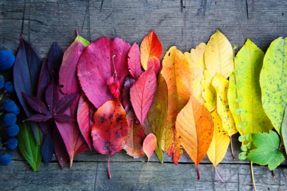 Hallo Herbstbeginn! Liebst du sie auch, die Farbenvielfalt des Herbstes? Die Luf…