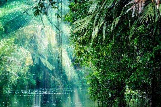 Heute ist der Tag der Tropenwälder! Der Schutz des Regenwaldes ist nicht nur für…
