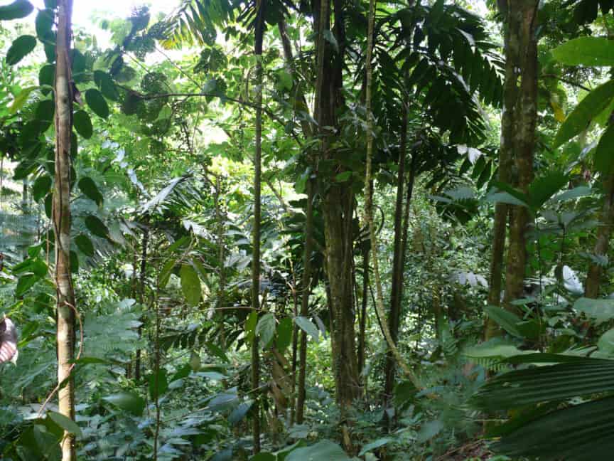 Studie: Tropenwälder regenerieren schneller als gedacht