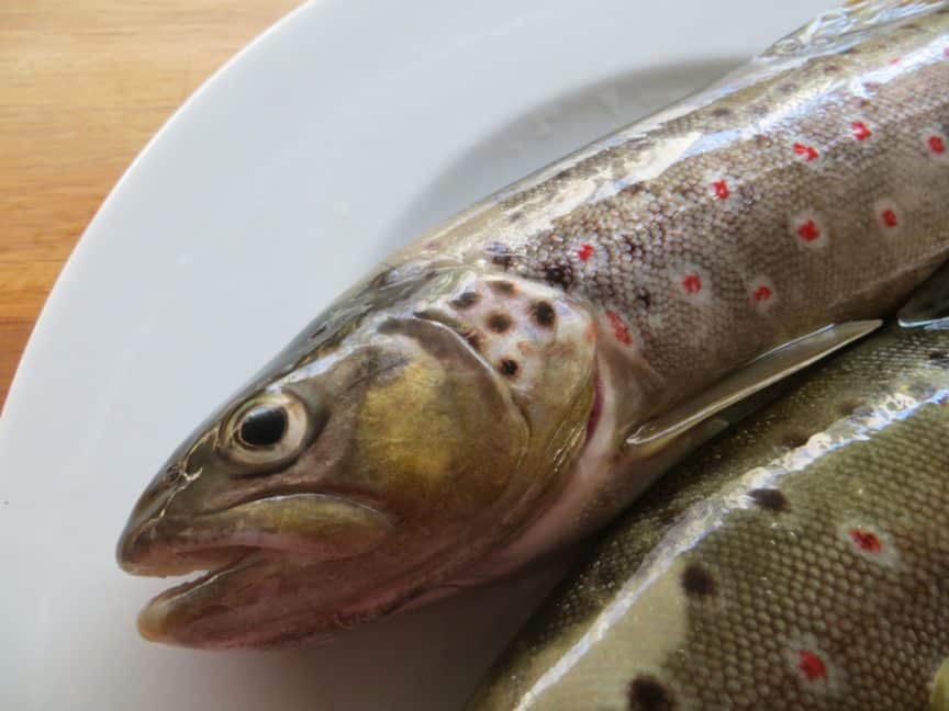 5 gute Gründe für die Reduktion von Fischkonsum