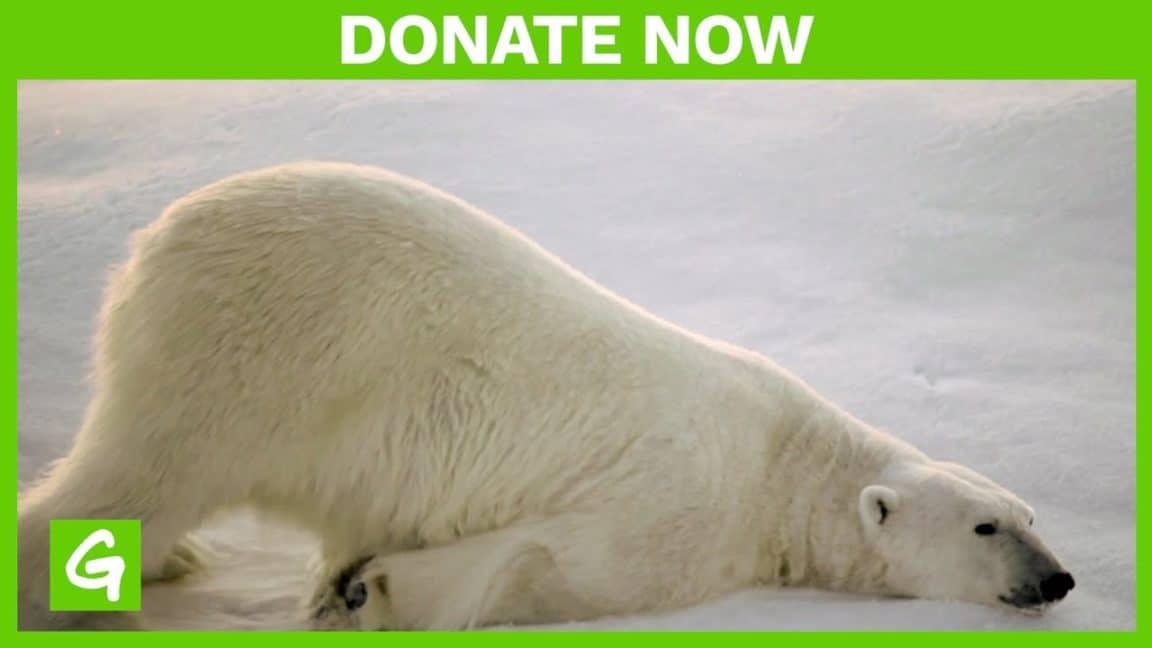 Tiere brauchen jetzt Ihre Hilfe – Spenden Sie heute |  Greenpeace USA