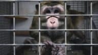 Eine Mio Unterschriften gegen Tierversuche