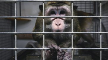 One million signatures against animal testing