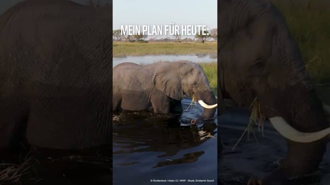 ✨🐘🎂Happy Welt-Elefanten-Tag 🎂🐘 ✨Was ist dein Plan für heute?#shorts #shortsfeed | WWF Deutschland