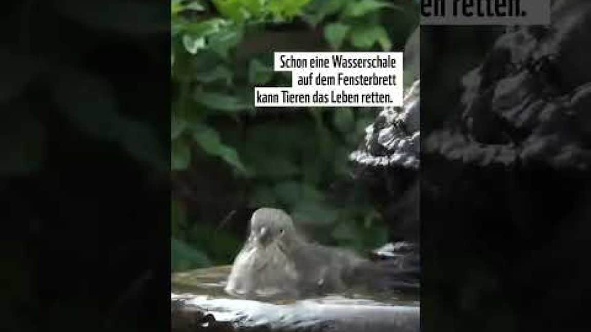 🐦🪺 So könnt ihr im Sommer Wildtieren helfen 🐦🪺 #shorts #shortsfeed | WWF Deutschland