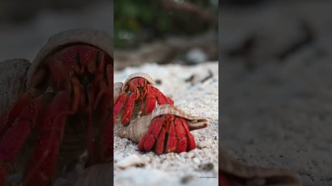 🦀❤️Erdbeere oder Krabbe? 🍓❤️ Strawberry Hermit Crab in love 🦀🍓❤️#shorts #shortsfeed | WWF Deutschland