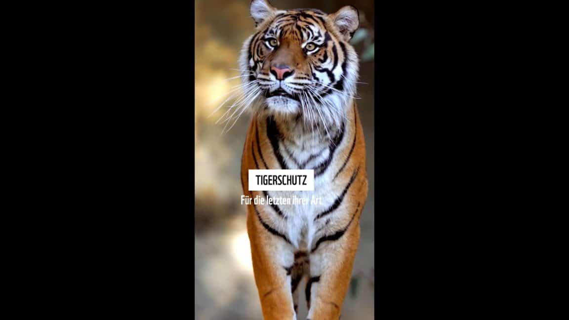 🐯🐅Wie schützt man eigentlich Tiger?🐯🐅 #shorts #shortsfeed | WWF Deutschland