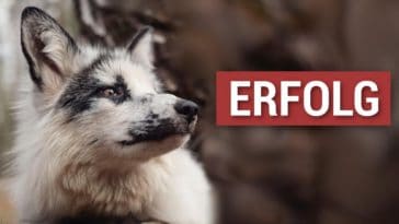 Fur Free Europe: In Rekordzeit 1 Mio. Stimmen gegen Pelz