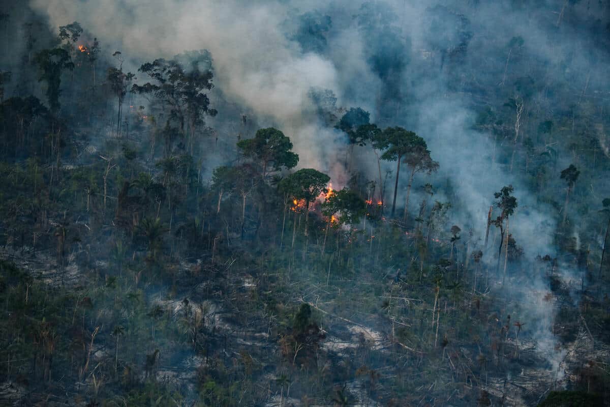 Amazon rainforest devastation marks end of Bolsonaro government ...