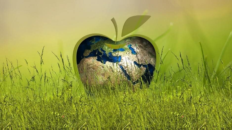 Nachhaltig leben: Tipps und Tricks für den Alltag!