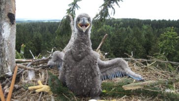 WWF Uspešna gnezditvena sezona orla belorepca – izletelo 50 mladih ptic
