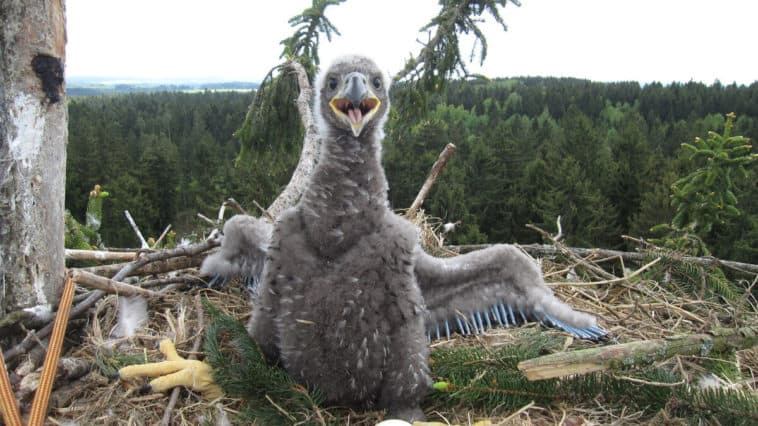 WWF オジロワシの繁殖期は成功 – 50羽の若鳥が巣立った
