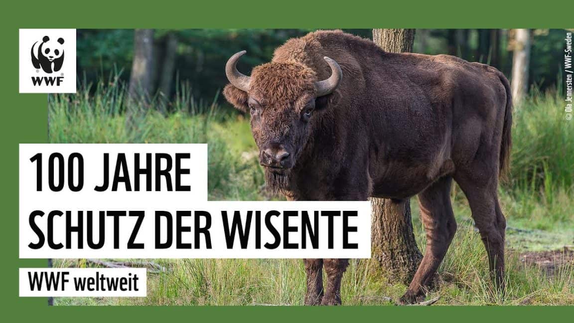 Die Wisente kehren zurück nach Europa! | WWF Deutschland