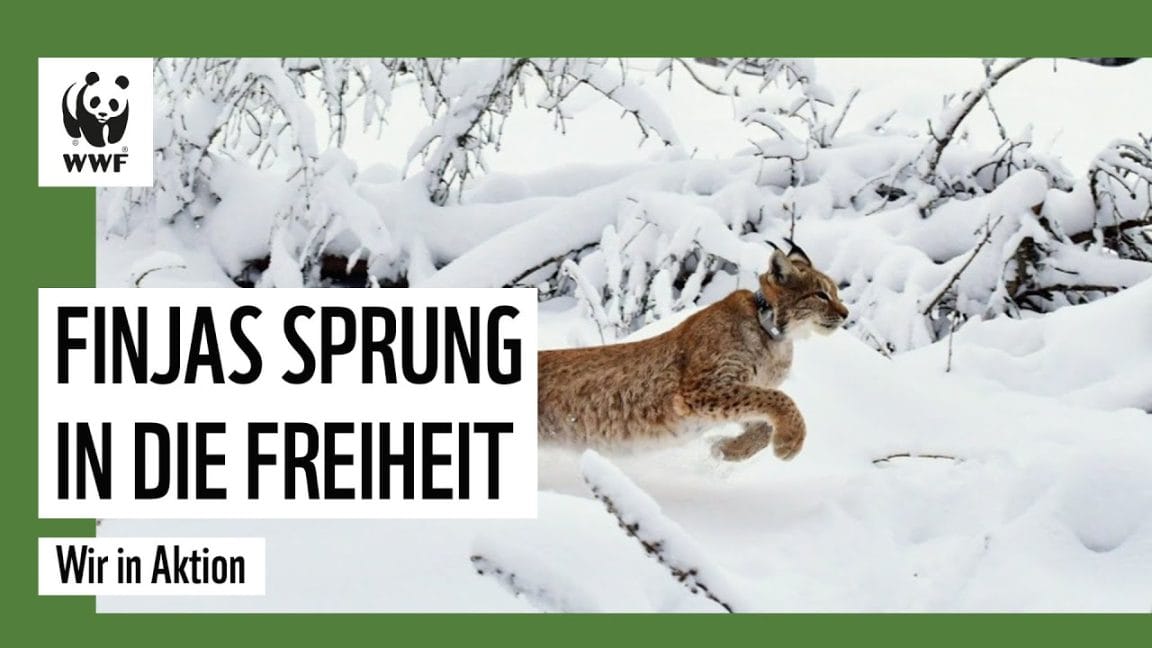 Freiheit für Luchs Finja | WWF Deutschland