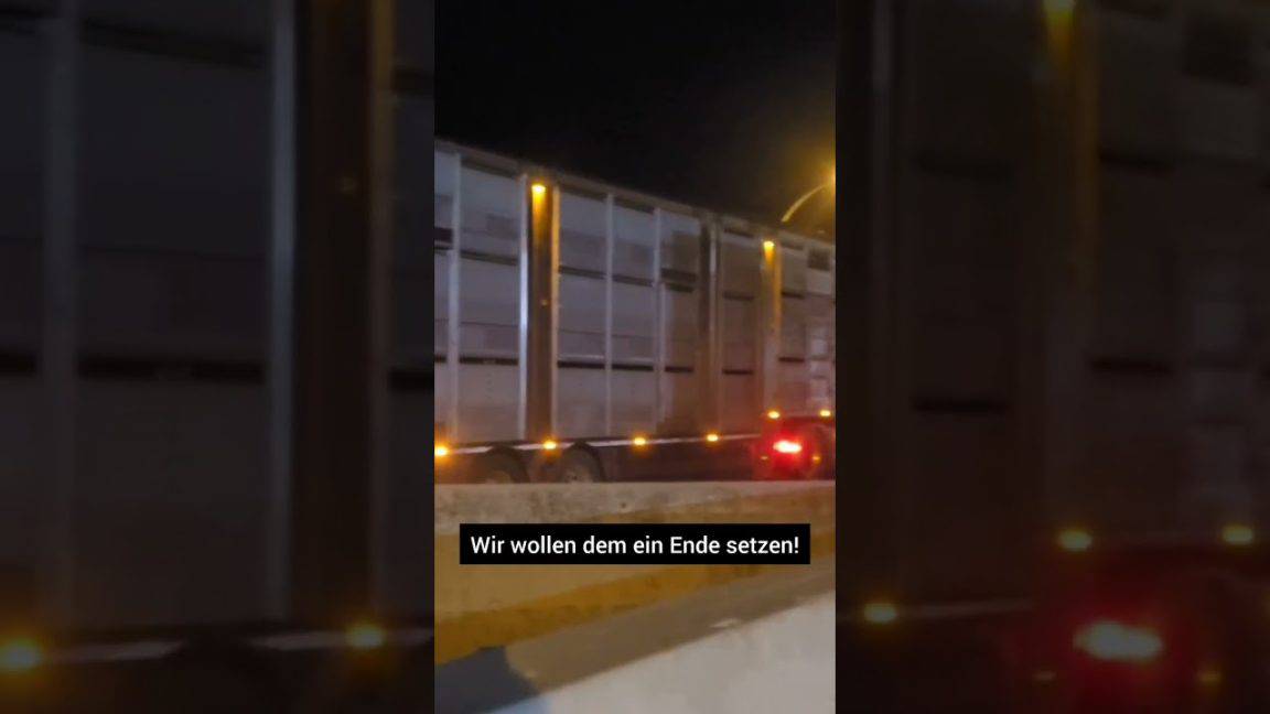 Kälbertransporte müssen gestoppt werden! Jetzt unterschreiben ✍️  #österreich #tierschutz | VGT Österreich