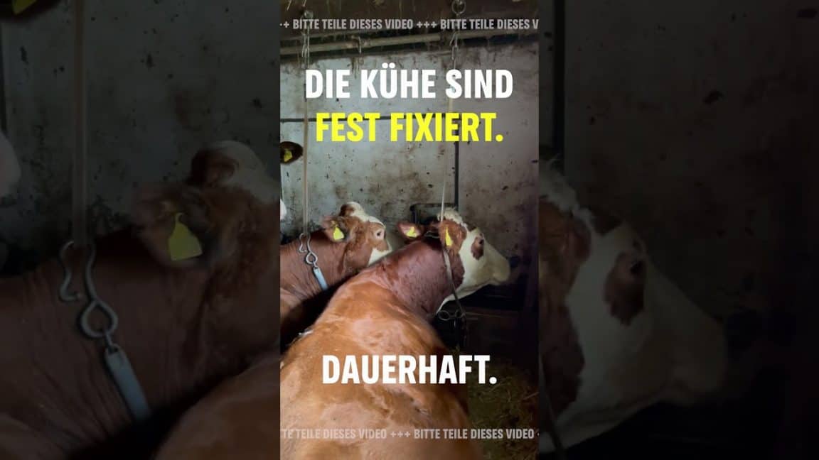 🐄 Anbinde-Skandal: So sehr leiden Kühe für Bärenmarke ⛓️ #cows #dairy #animals #milch | Greenpeace Deutschland