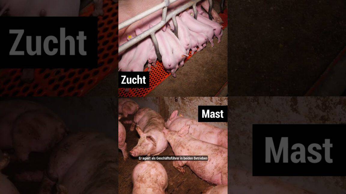 Folgeaufdeckung! Missstände in der Schweinezucht! #tierschutz #steiermark #schweine | VGT Österreich
