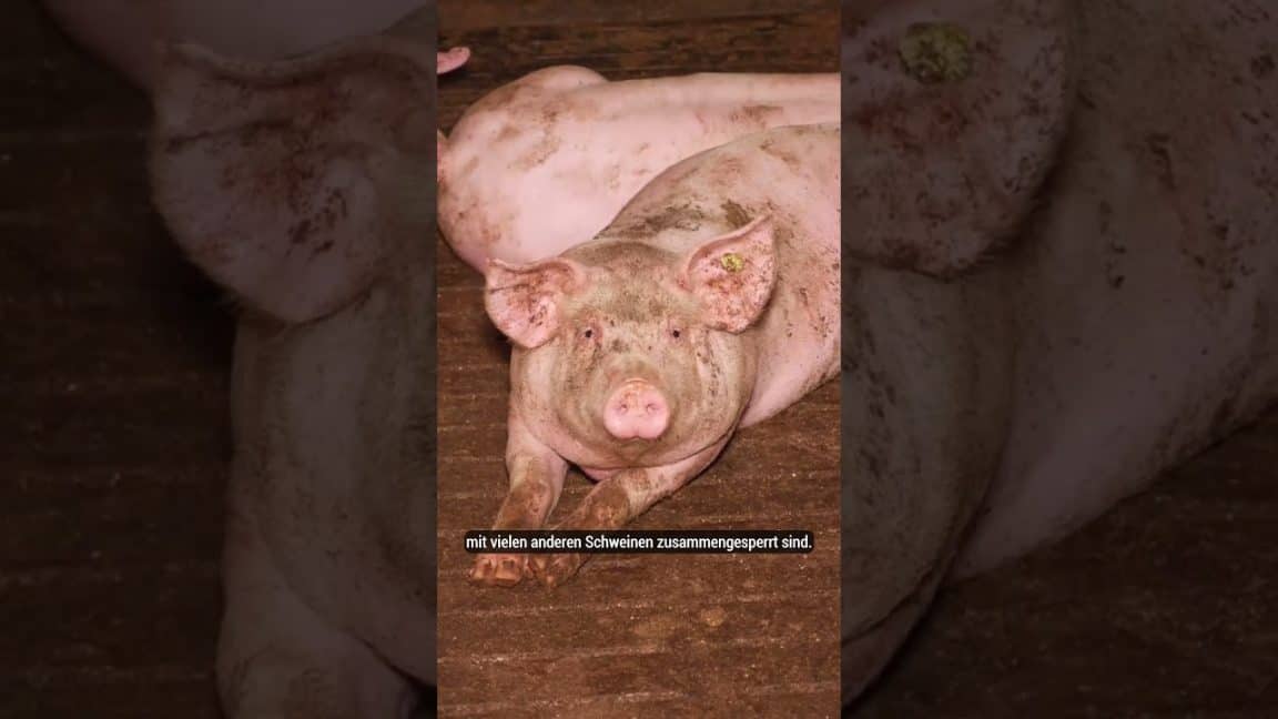 Grausliches Leid: Mastdarmvorfall bei unserer Schweine-Aufdeckung #tierschutz #vollspaltenboden | VGT Österreich