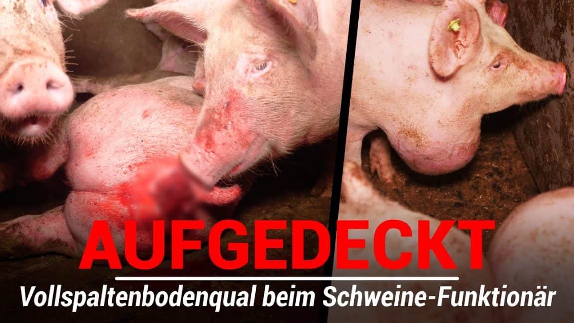 Neue Aufdeckung: Blutiges Tierleid im Stall von Styriabrid-Funktionär | VGT Österreich
