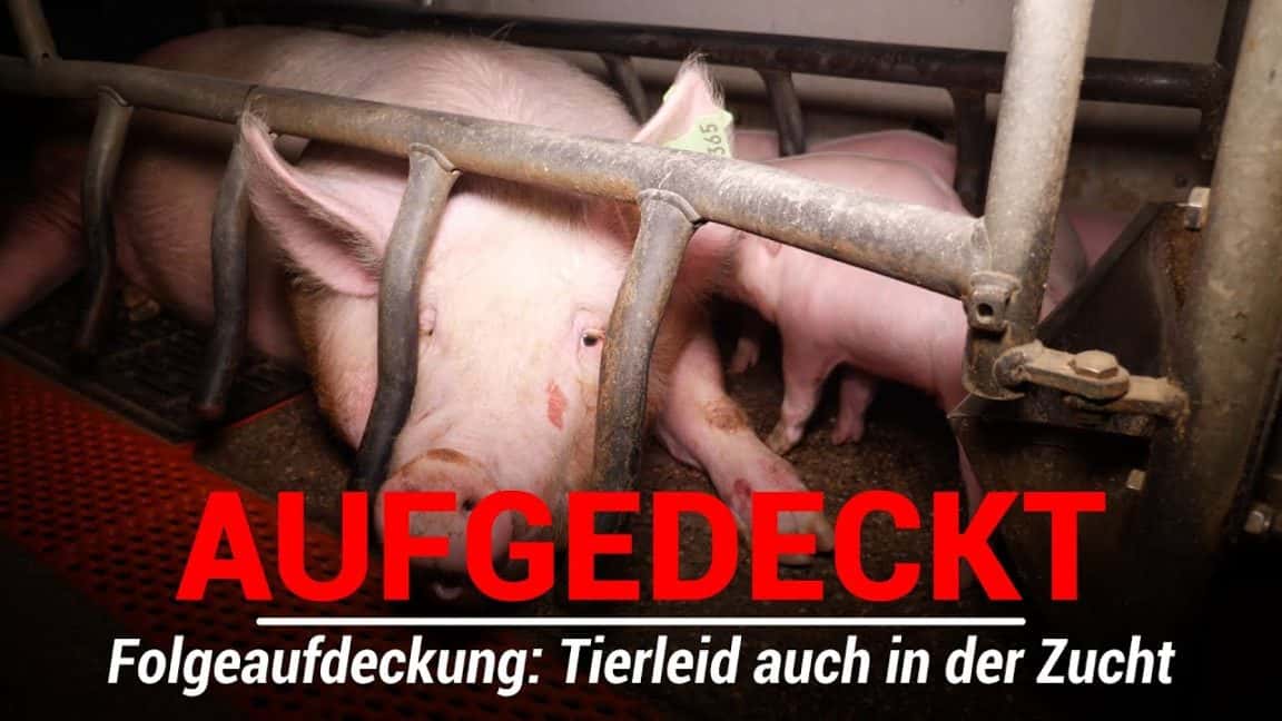 Schweinemast-Betreiber ist auch für die Zucht verantwortlich! | VGT Österreich