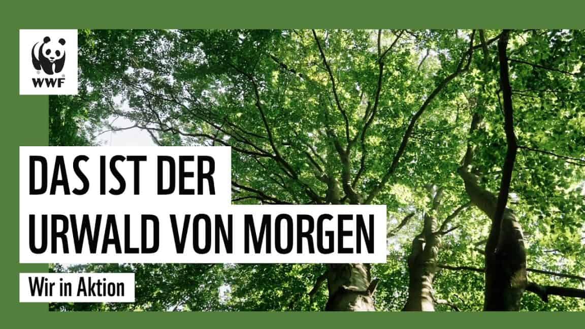 Urwald in Deutschland? | WWF Deutschland