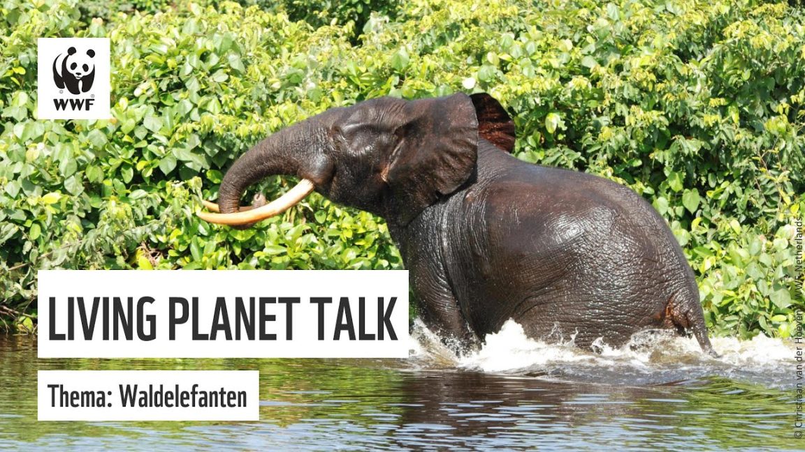WWF Living Planet Talk – Waldelefanten | WWF Deutschland