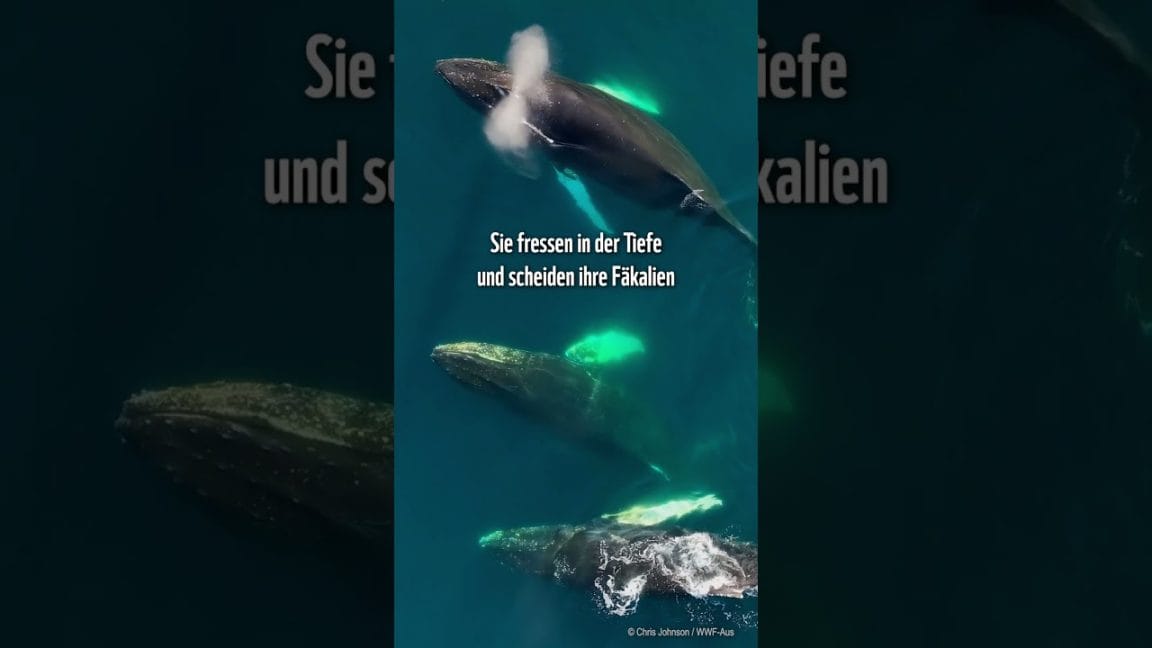 🏅💚🐳 Warum sind Wale Klima-Helden ? 🐳💚🏅  #animalfacts #tierwissen | WWF Deutschland