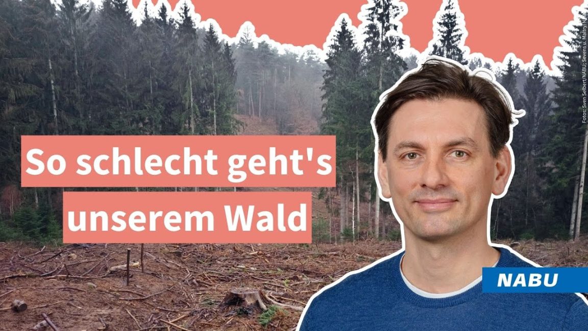 Warum wir jetzt ein neues starkes Bundeswaldgesetz brauchen | Naturschutzbund Deutschland