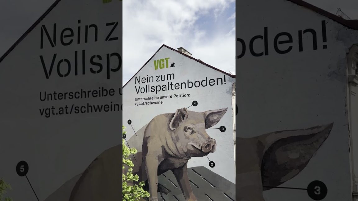 Neues, riesiges Tierschutz-Wandbild in Wien!  #tierschutz #vollspaltenboden #schweine #österreich | VGT Österreich