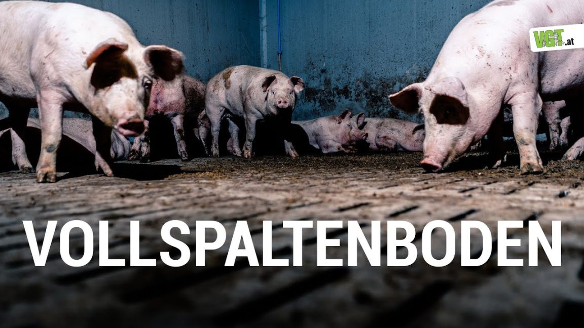 Vollspaltenboden in der Schweinehaltung | Kampagnenvideo (Re-Upload Version 2020) | VGT Österreich