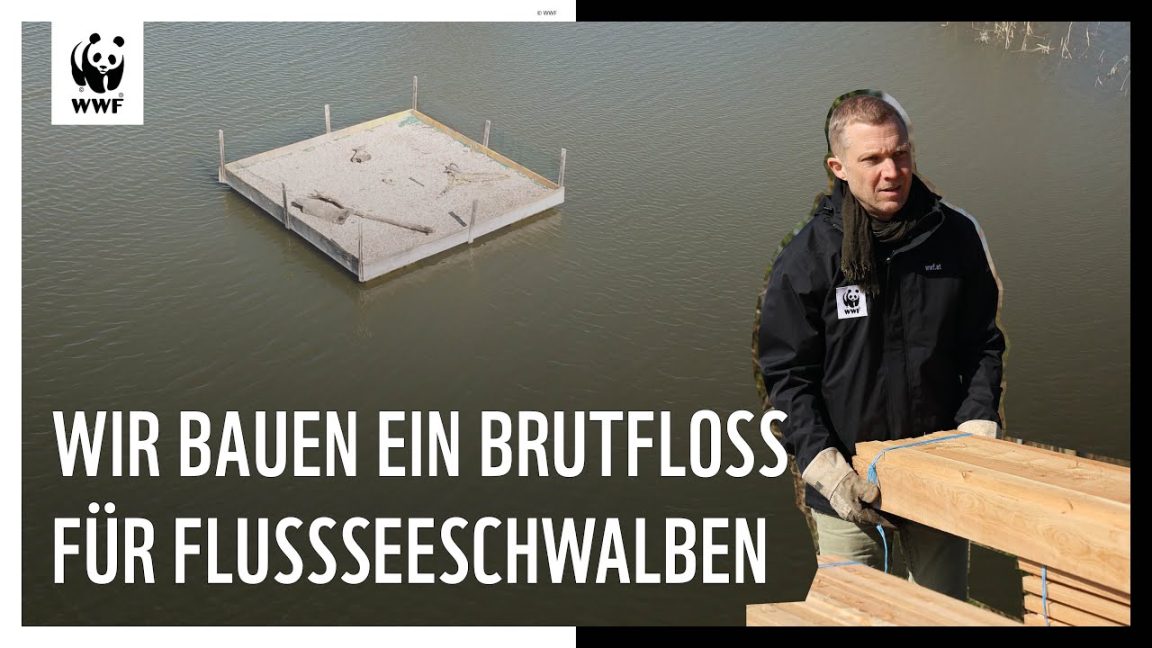 Wir bauen ein Brutfloß für Flussseeschwalben. | WWF Österreich